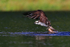 Osprey lifting off from the water with a fish