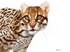 Ocelot