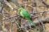 Ring-necked Parakeet