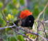 Red Wren Male 12