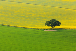 One2Tree portfolio