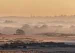 Misty sunrise over the forest - D75_7677 78