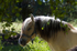 Horse - 5879