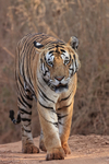 Male Bengal Tiger approaches, Panna Reserve, Madhyra Pradesh, India