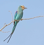 Abyssinian Roller