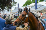 160524-Race 1-Clarendon House-5262