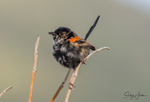 Red Wren Young Male 4
