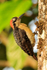 Black-cheeked Woodpecker (female), Arenal, Costa Rica