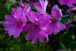 Tree Mallow - purple - DSC_4208