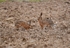 Brown Hare