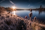 z4225 Frosty Teasles, Wootton