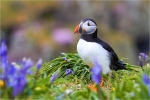 Springtime Puffin