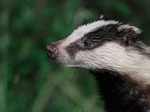 Close-up of a Badger at night from the Speyside Wildlife hide