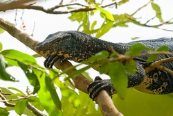 Land Monitor