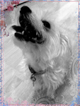Loving-Dog-Sitter-Notting-Hill