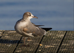 Laughing Gull 1