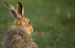 Brown Hare (Sunrise) ref bh 5