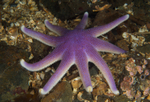 Solaster endeca