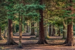 Through the Spruce