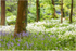 Downhill Forest Bluebells (IMG1213)