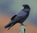 Raven