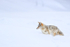 Coyote in deep snow, Hayden Valley, Yellowstone National Park