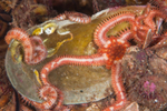 Ophiopholis aculeata