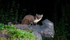 Pine Marten