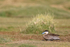 Puna Teal, grass background, Chile