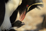Rockhopper Penguin & chick, close-up, Sea Lion Island