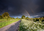 Cow Parsley & Rainbows