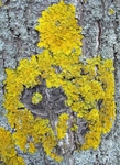 Tree Lichen