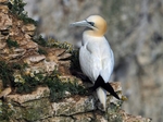 Gannet