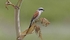 Male Red Backed Shrike.