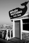 whale watching b&w