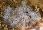 Distaplia rosea TBC