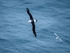 Black-browed Albatross