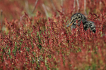 Magellanic Oystercatcher chick, Carcass Island, Falklands