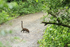 Coati crossing Pipeline Road, Panama