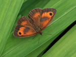 Gatekeeper (male) showing upper wings, Oxfordshire, UK