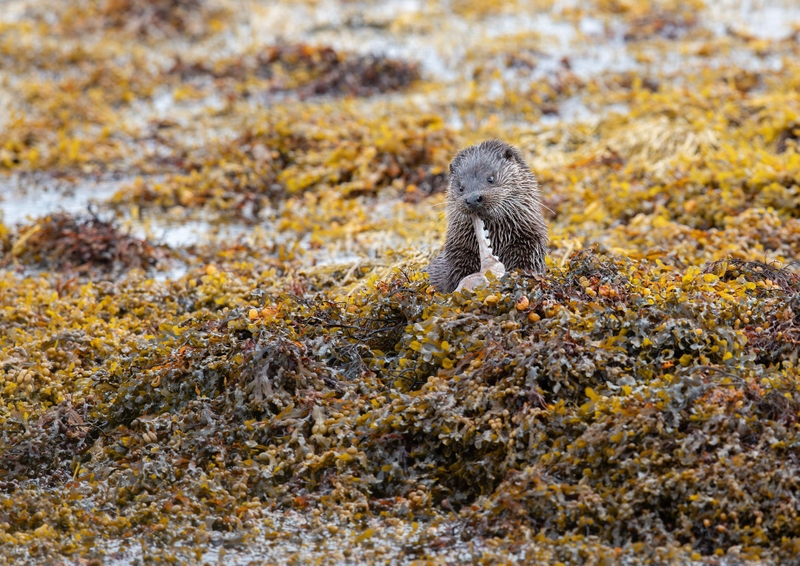 Eurasian Otter - Isle of Mull - Scotland