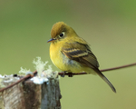 Yellowish Flycatcher, close, Costa Rica