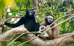Gibbon couple with baby
