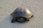 European Pond Terrapin