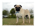Alfie F