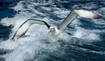 White-capped albatross take-off