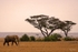 _M7B0075 Amboseli