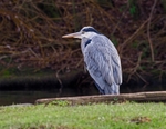 Grey Heron