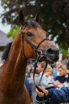 180523-Race 3-Croupier-0436