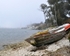 Misty Harbor